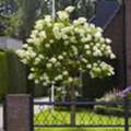 USD 89,  Limelight Hydrangea Beautiful Flowering Shrub For Home Gardens