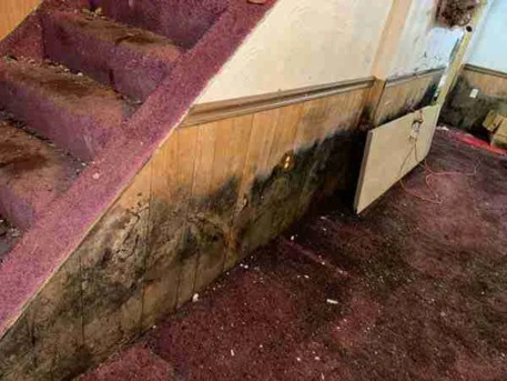 New York, Cleaning, Protect Your Property With Expert Mold Restoration In Rochester, NY