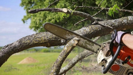 New York, Cleaning, HI Tree Removal: Professional Arborist Services For Keaʻau Properties