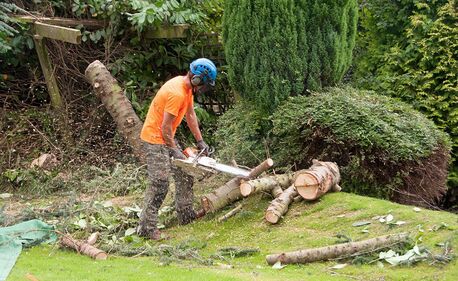 New York, Cleaning, Professional Hi Tree Removal For Pāhoa Residential Properties | Arborist Services