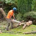 Professional Hi Tree Removal For Pāhoa Residential Properties | Arborist Services