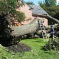 Sustainable Tree Removal Experts For North Kohala Property Owners