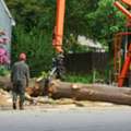 Best Tree Removal For Safety Along The Hamakua Coast | Arborist Services