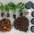 USD 14,  Online Orchid Supplies: A Grower&rsquo;s Paradise