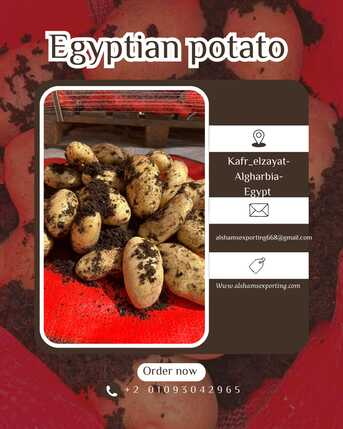 Toronto, Farm & Garden, FRESH POTATO