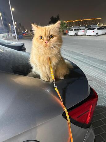 Jeddah, Pet Adoption, Persian Cat For Adoption