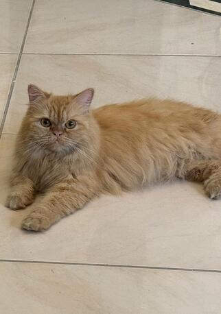 Jeddah, Pet Adoption, Persian Cat For Adoption