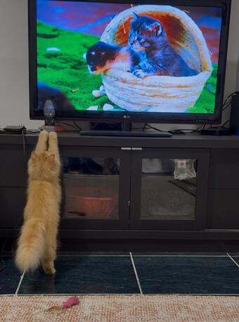 Jeddah, Pet Adoption, Persian Cat For Adoption