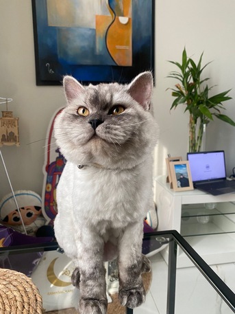 Saar, Pet Adoption, Male Mix Breed Cat For Adoption