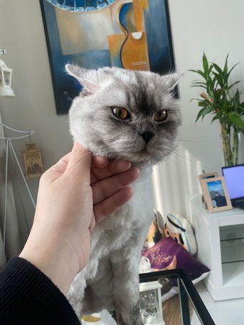 Saar, Pet Adoption, Male Mix Breed Cat For Adoption