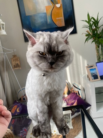 Saar, Pet Adoption, Male Mix Breed Cat For Adoption