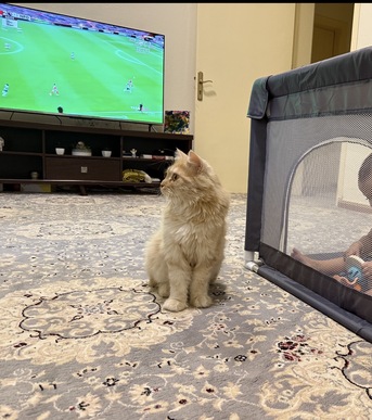 Al Rawdah, Pet Adoption, Free Cat Adoption: Looking For A Loving Home For A Sweet Persian Cat ????