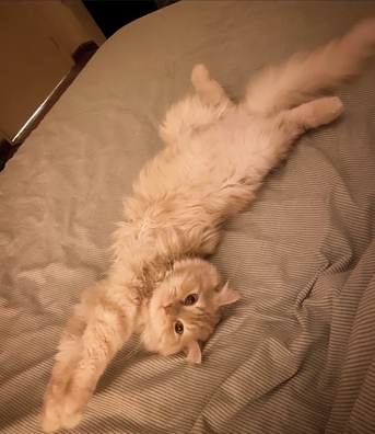 Al Rawdah, Pet Adoption, Free Cat Adoption: Looking For A Loving Home For A Sweet Persian Cat ????