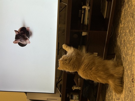 Al Rawdah, Pet Adoption, Free Cat Adoption: Looking For A Loving Home For A Sweet Persian Cat ????