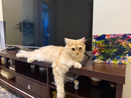 Al Rawdah, Pet Adoption, Free Cat Adoption: Looking For A Loving Home For A Sweet Persian Cat ????