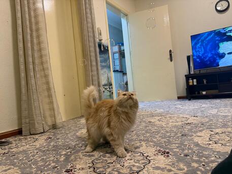 Al Rawdah, Pet Adoption, Free Cat Adoption: Looking For A Loving Home For A Sweet Persian Cat ????