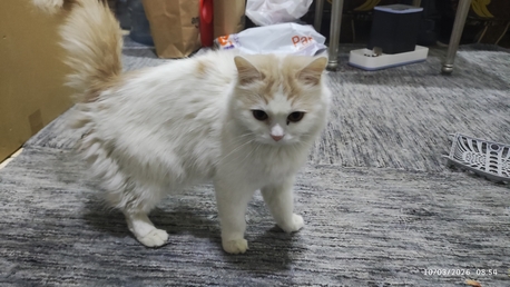 Riyadh, Free Items, SAR 1,  Cat For Sale