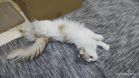 Riyadh, Free Items, SAR 1,  Cat For Sale