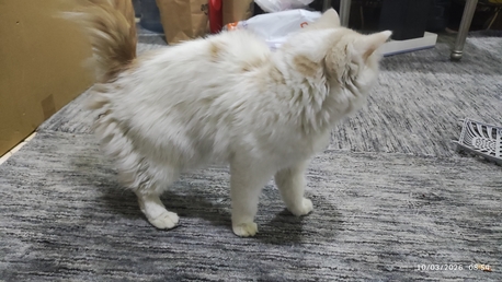 Riyadh, Free Items, SAR 1,  Cat For Sale