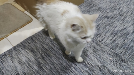 Riyadh, Free Items, SAR 1,  Cat For Sale