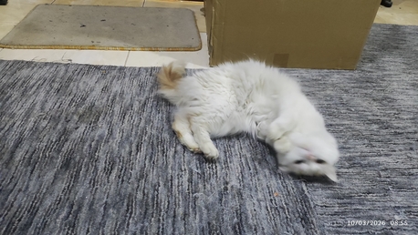 Riyadh, Free Items, SAR 1,  Cat For Sale