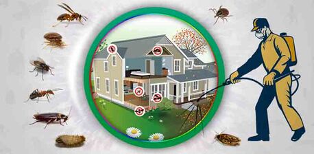 Manchester, Pest Control, Expert Pest Control Manchester &ndash; Rats, Mice & More