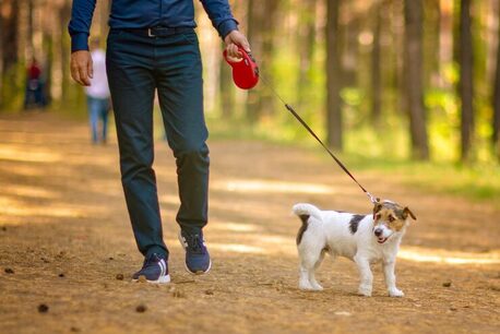 Chennai, Pet Sitting, Dog Walking Services In Chennai