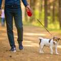 Dog Walking Services In Chennai