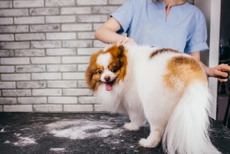 Goa, Pet Sitting, Dog Grooming Centre In Goa