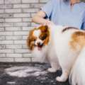 Dog Grooming Centre In Goa