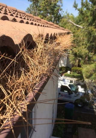 New York, Household, Power Spraying For Santa Ana