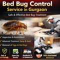 Bed Bug Control Service In Gurgaon | Safe Pest Treatment By Service Mantra