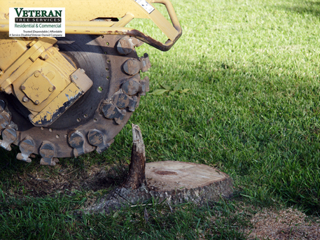 New York, Farm/Garden, Tree Service In Montgomery County, MD That Prevents Small Risks From Becoming Emergencies