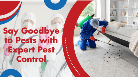 Melbourne, Pest Control, Professional Pest Control Thomastown For A Pest-Free Property