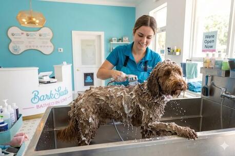 New York, Pet Sitting, Still Searching For Local Dog Groomers In Dunedin? Read This First