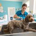 Still Searching For Local Dog Groomers In Dunedin? Read This First