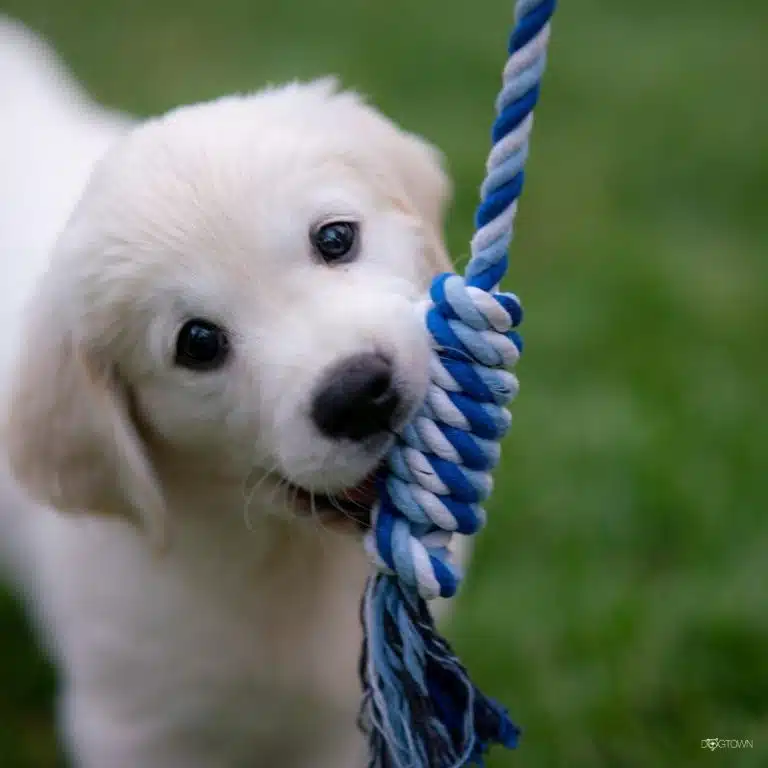 Miami, Pet Sitting, Dogtown