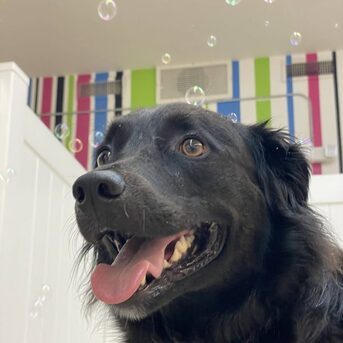 Miami, Pet Sitting, Dogtown