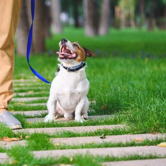 Miami, Pet Sitting, Dogtown