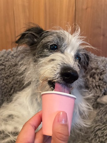 Miami, Pet Sitting, Dogtown