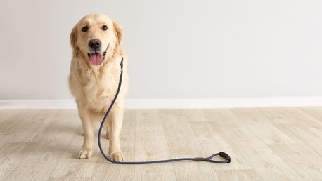 Miami, Pet Sitting, Dogtown