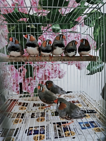 Al Olaya, Pet Supplies, SAR 100,  English Male Zebra Finch