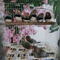 SAR 100,  English Male Zebra Finch