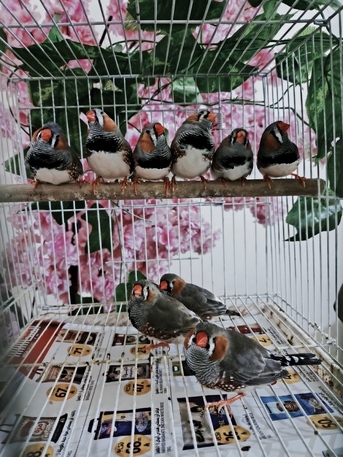 Al Olaya, Pet Supplies, SAR 100,  English Male Zebra Finch