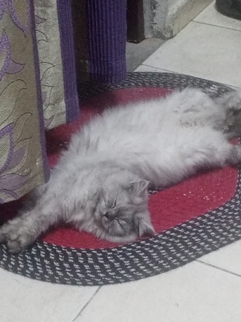 Dammam, Pet Supplies, Pet For Adoption