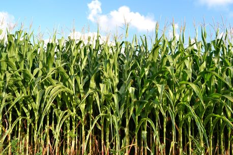 Toronto, Farm & Garden, Struggling With Low Corn Yield? Try Powerful Corn Fertilizer &ndash; Special Price Today
