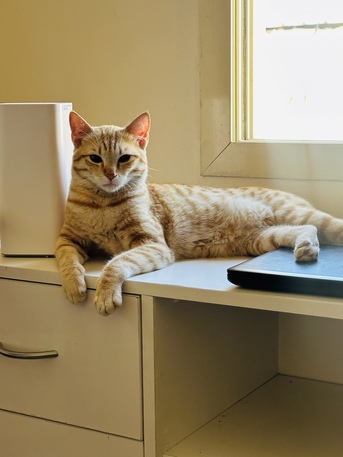 Riffa, Pet Supplies, Cat For Adoption (age 9 Months )