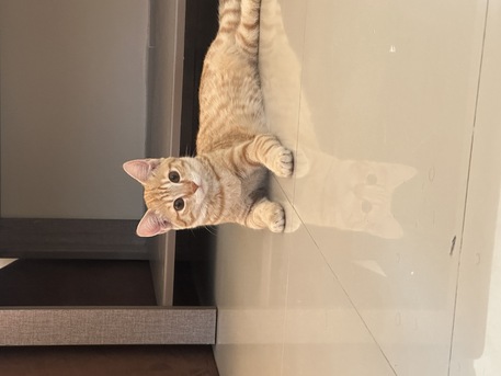 Riffa, Pet Supplies, Cat For Adoption (age 9 Months )