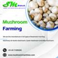 Start Profitable Mushroom Farming With Modern Machines