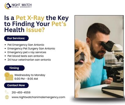 New York, Health, Is A Pet X-Ray The Key To Finding Your Pet&rsquo;s Health Issue?